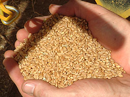 grading grain